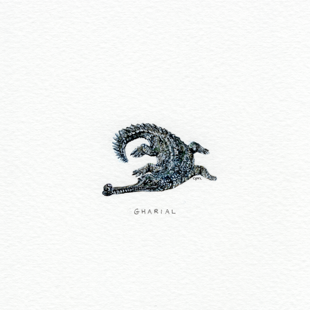 Gharial (Low).png