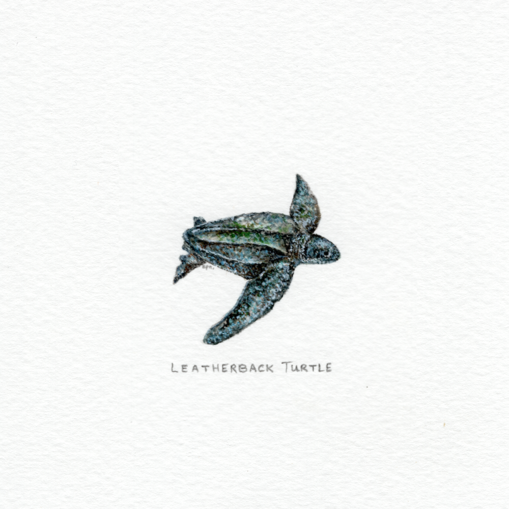 Leatherback Turtle (Low).png