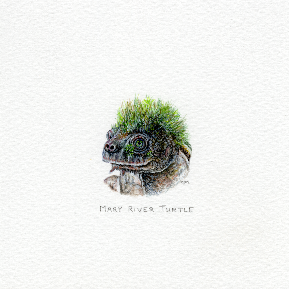 Mary River Turtle (Low).png