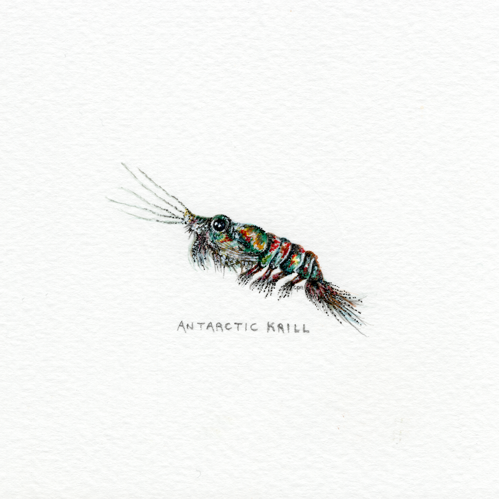 Antarctic Krill (Alternate) (Low).png