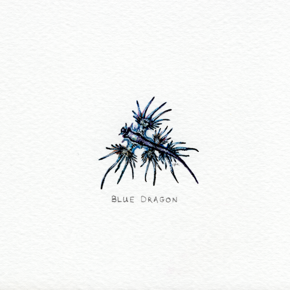 Blue Dragon (Low).png