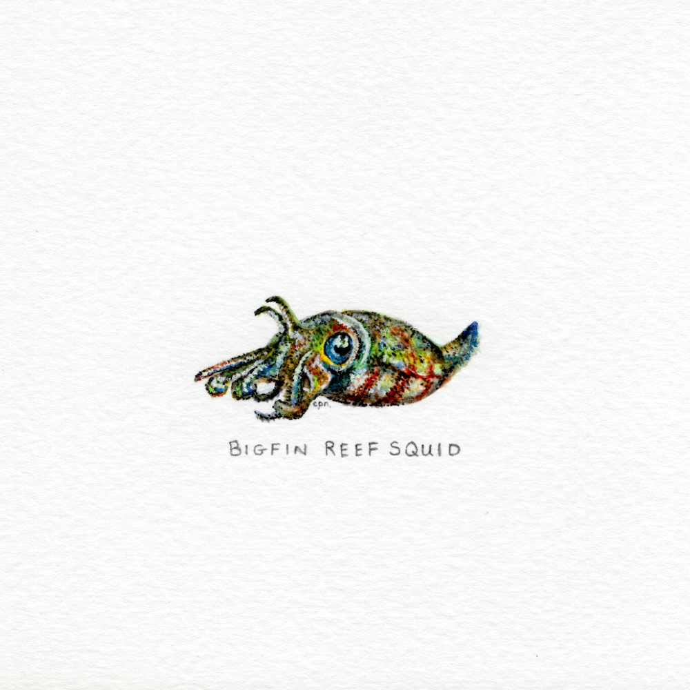 Bigfin Reef Squid (Low).png