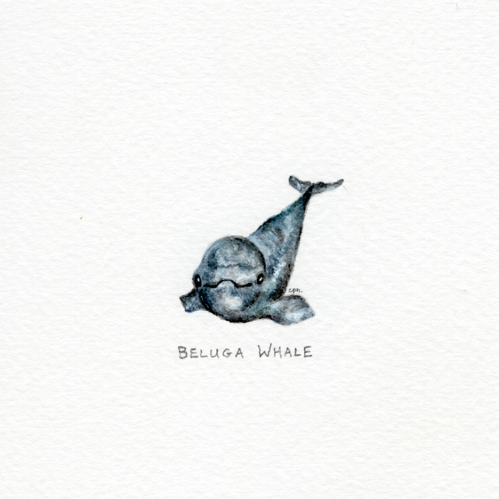 Beluga Whale (Alternate) (Low).png