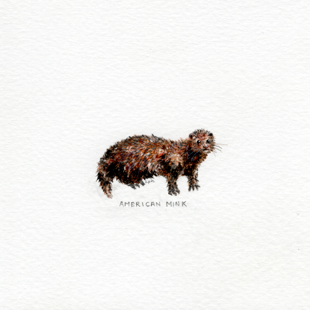 American Mink (Alternate) (Low).png