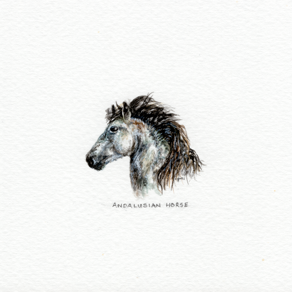 Andalusian Horse (Low).png