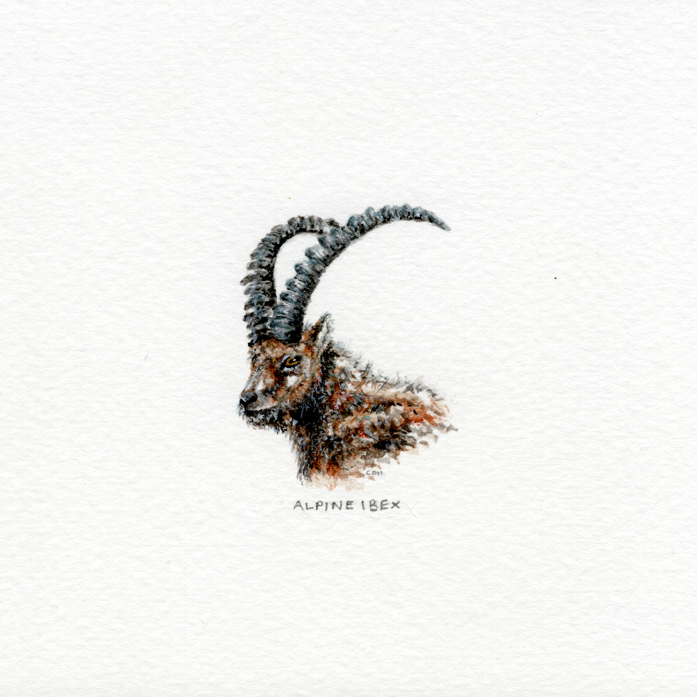 Alpine Ibex (Alternate) (Low).png