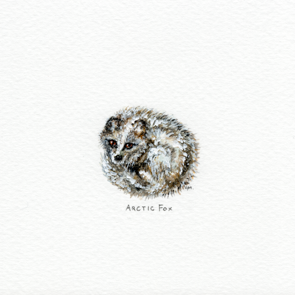 Arctic Fox (Alternate) (Low).png