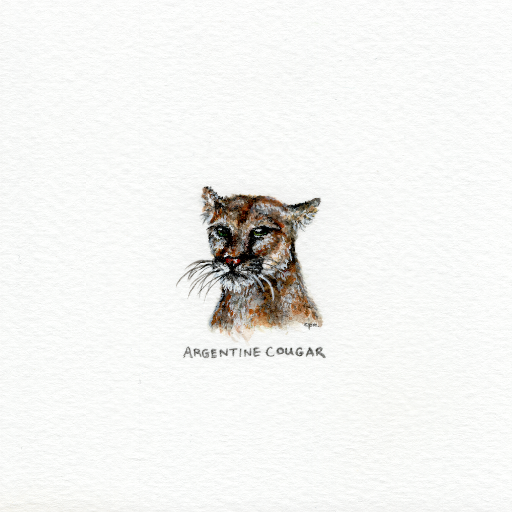 Argentine Cougar (Low).png