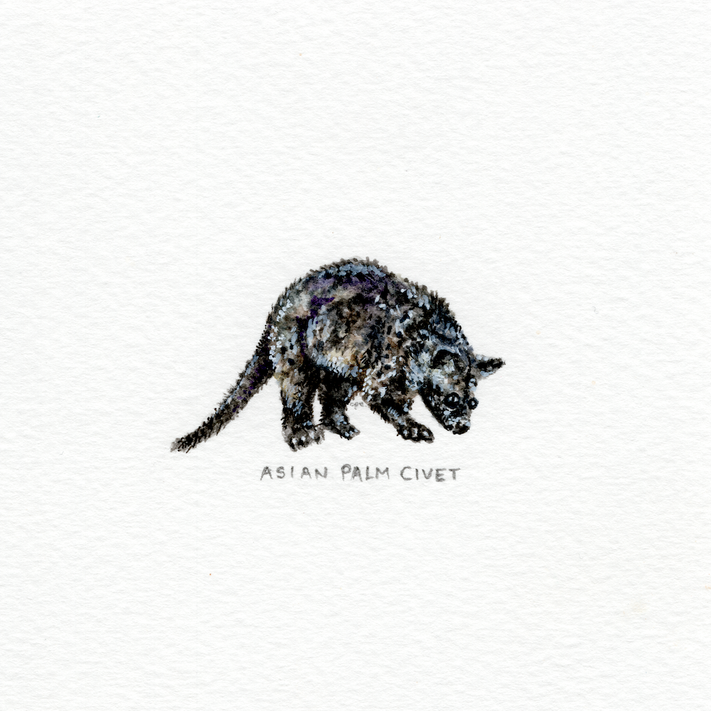 Asian Palm Civet (Alternate) (Low).png