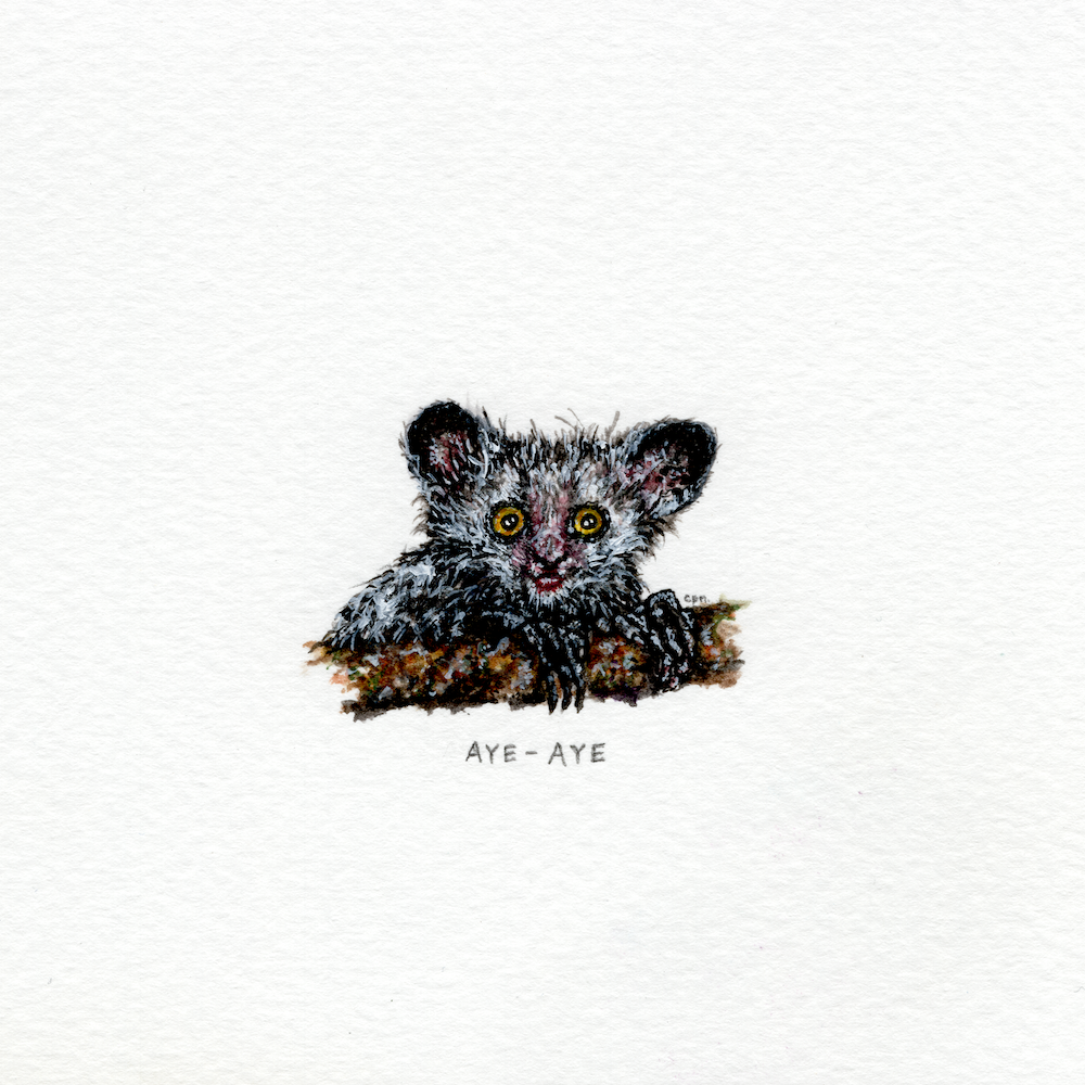 Aye-Aye (Alternate) (Low).png