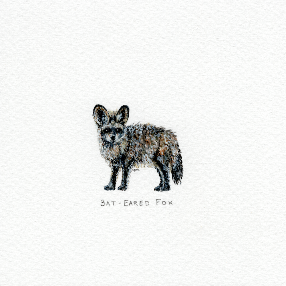 Bat-Eared Fox (Alternate) (Low).png