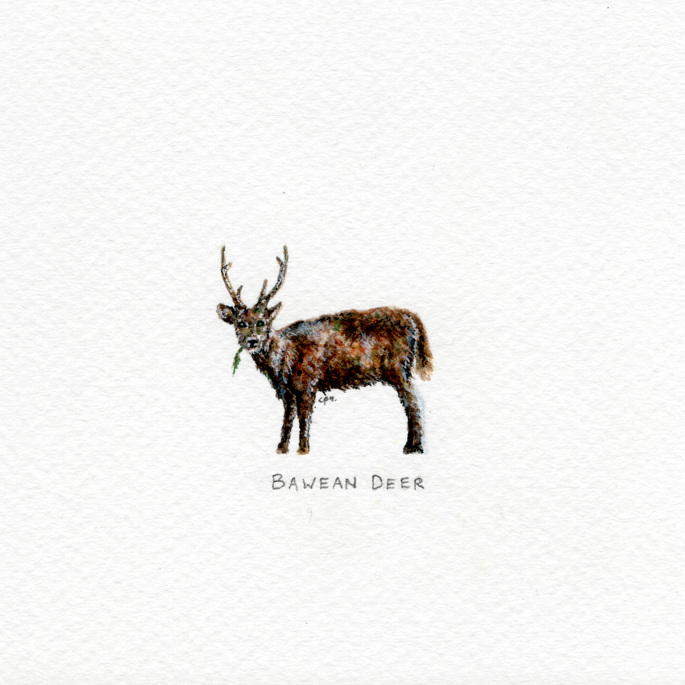 Bawean Deer (Alternate) (Low).png