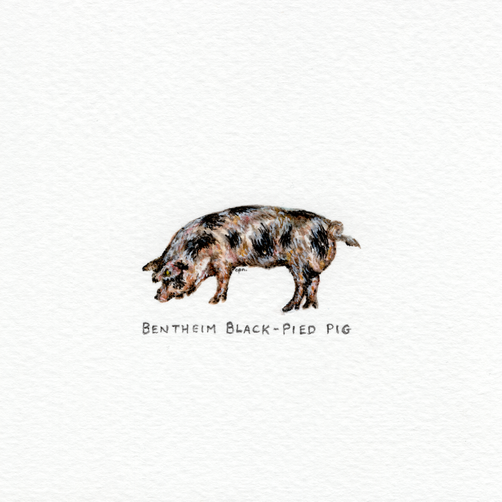 Bentheim Black-Pied Pig (Low).png