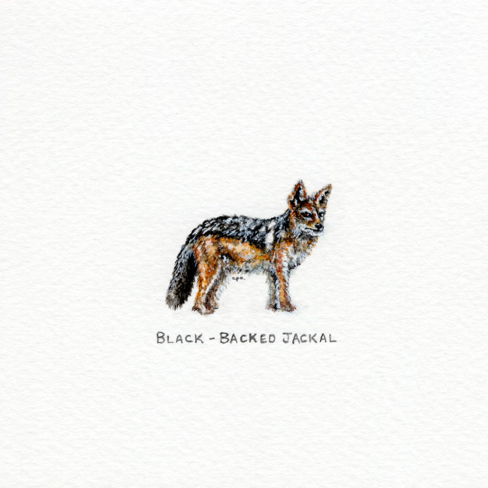 Black-Backed Jackal (Alternate) (Low).png