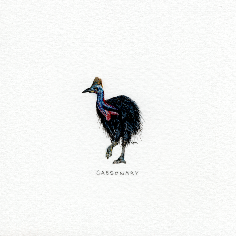 Cassowary (Low).png