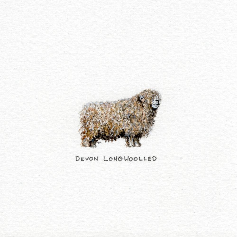 Devon Longwoolled (Low).png