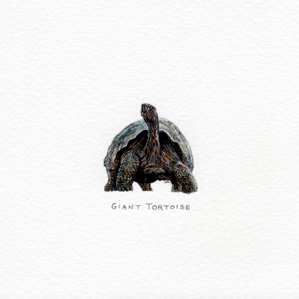 Giant Tortoise (Low).png