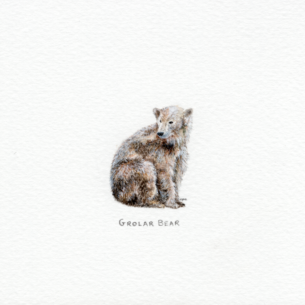Grolar Bear (Low).png