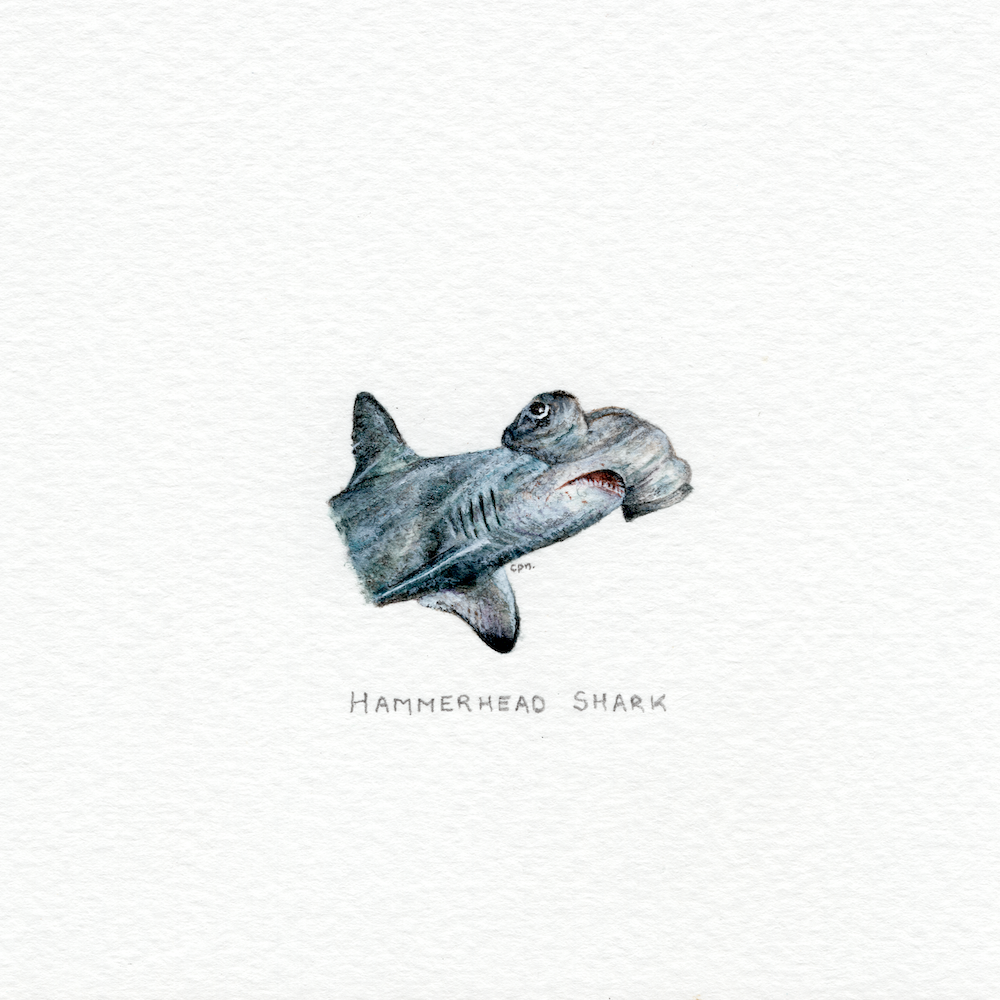 Hammerhead Shark (Low).png