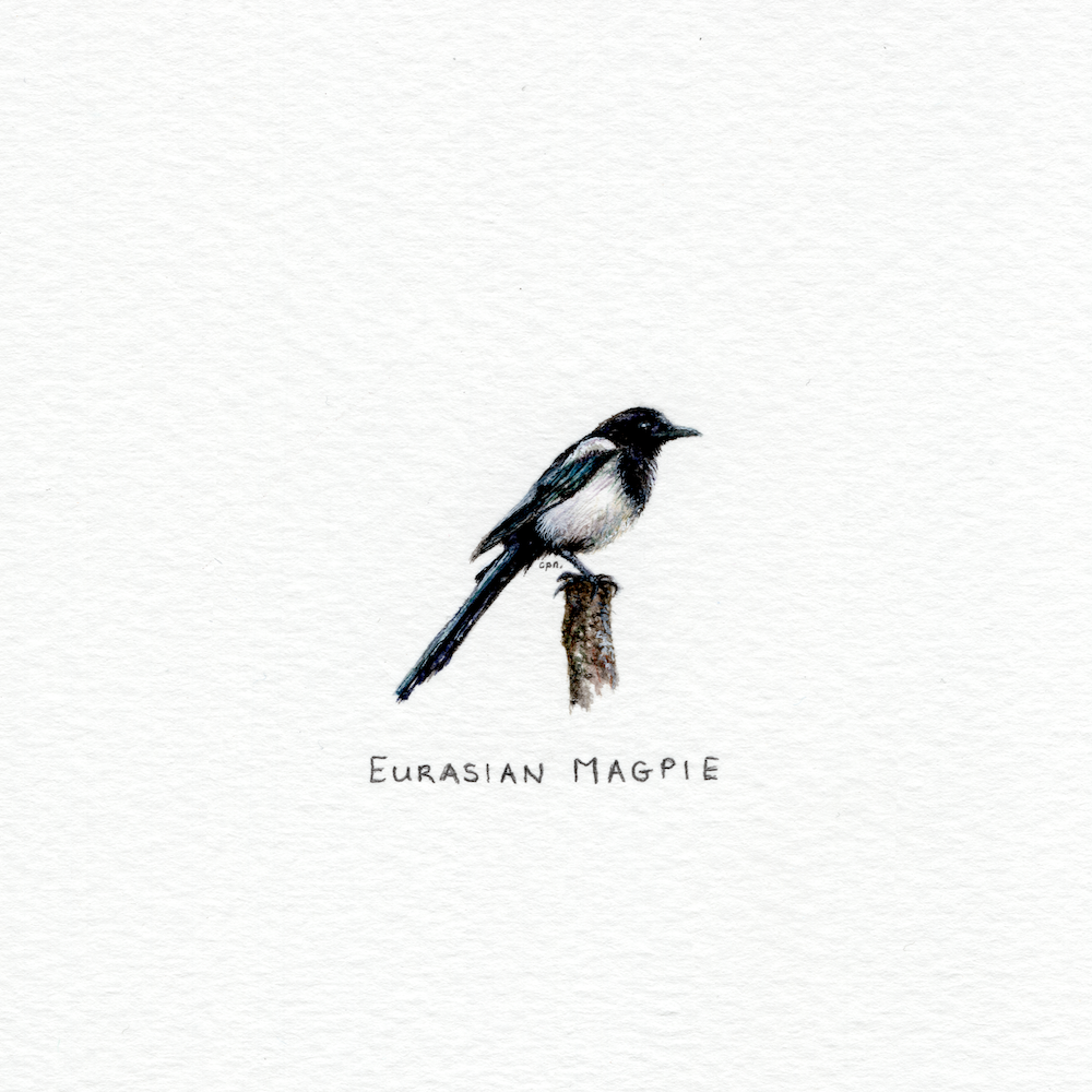 Eurasian Magpie (Low).png
