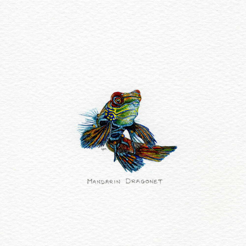 Mandarin Dragonet (Low).png