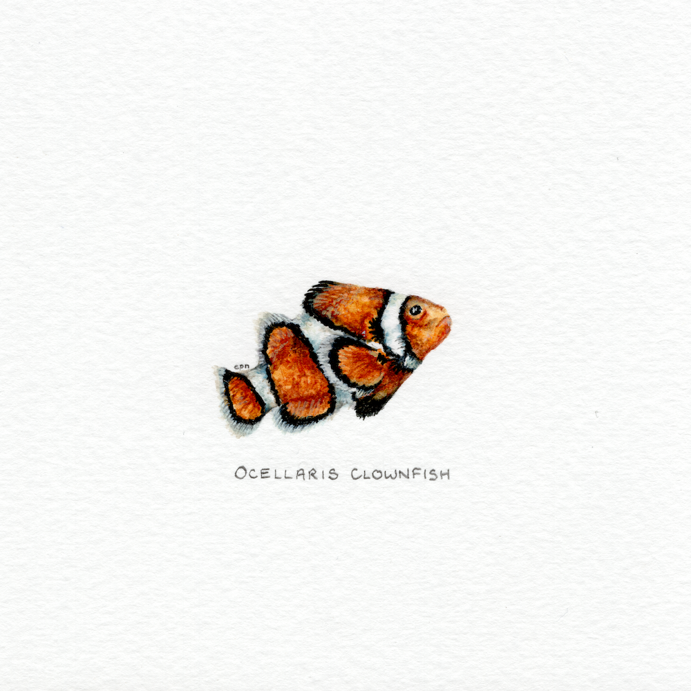Ocellaris Clownfish (Low).png