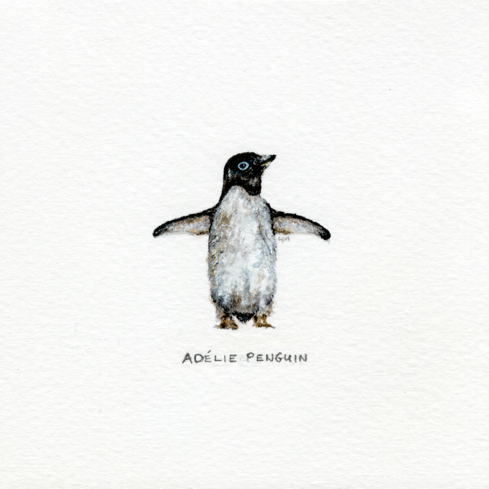 Adélie Penguin (Low).png