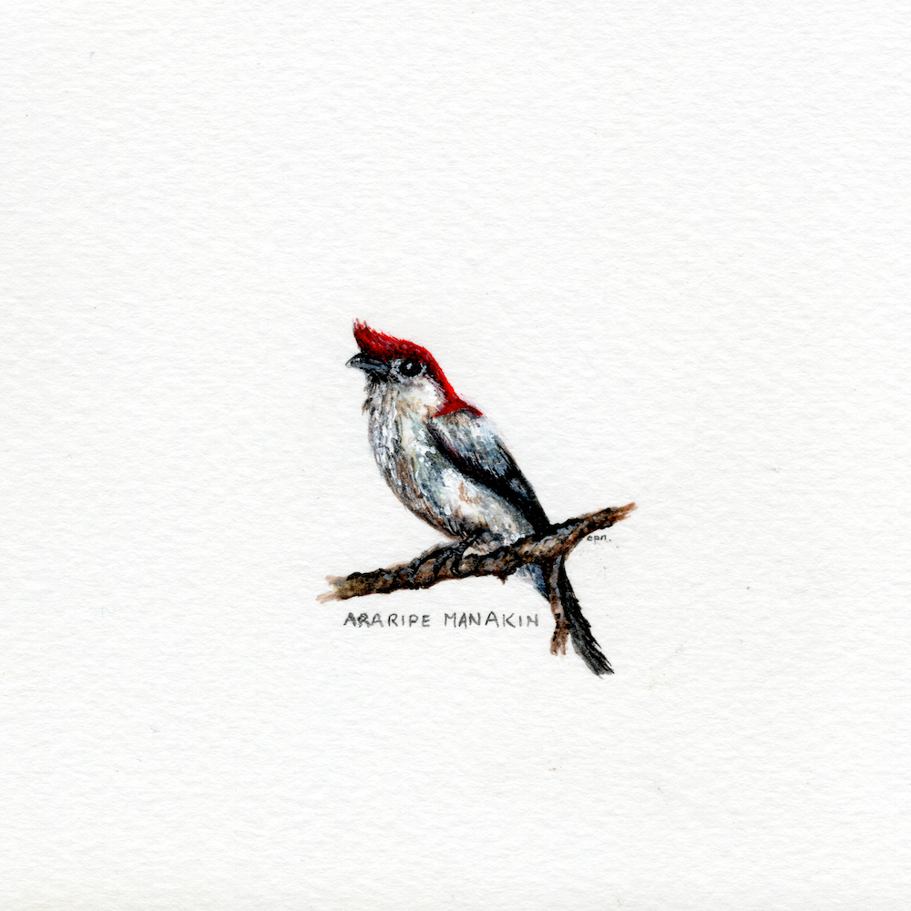 Araripe Manakin (Low).png