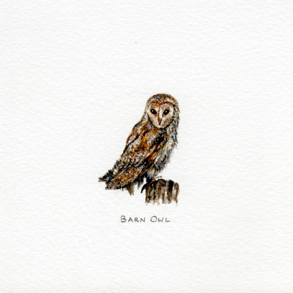 Barn Owl (Low).png