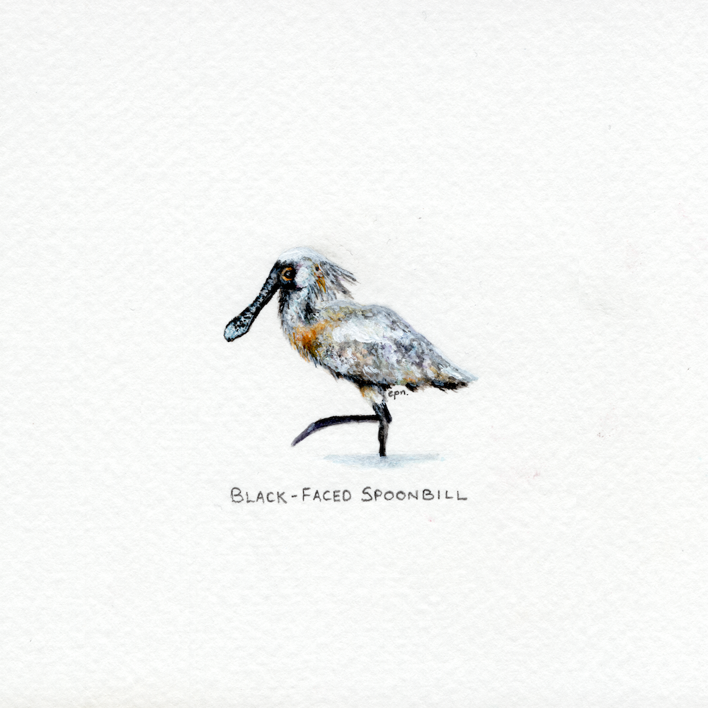 Black-Faced Spoonbill (Low).png
