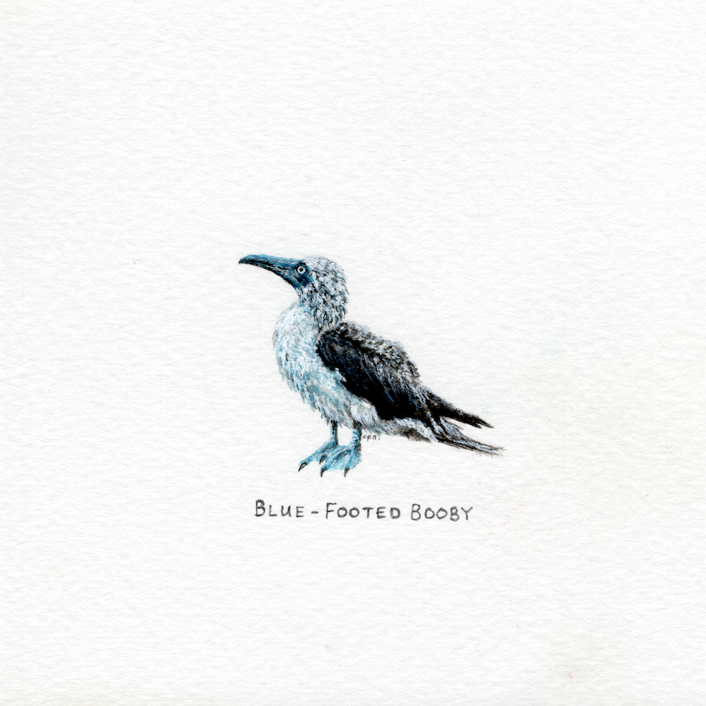 Blue-Footed Booby (Low).png