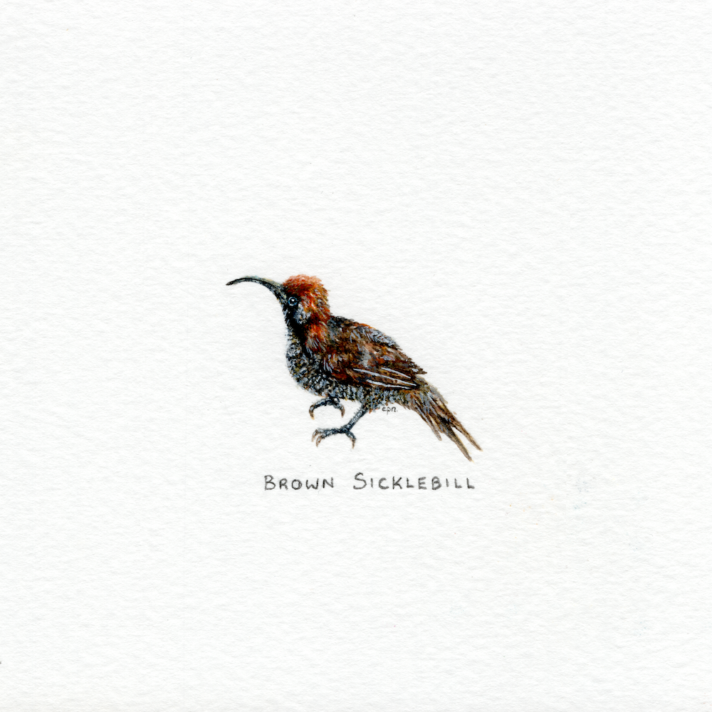 Brown Sicklebill (Low).png