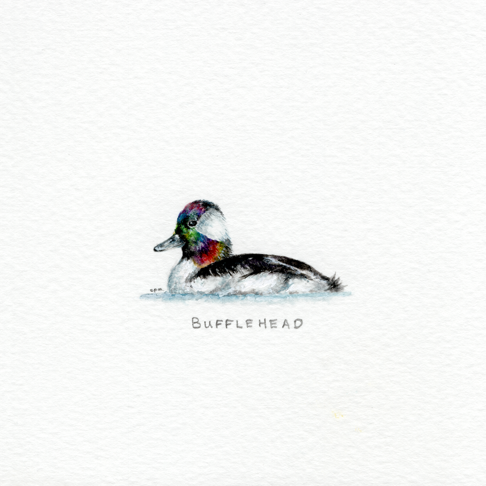 Bufflehead (Low).png