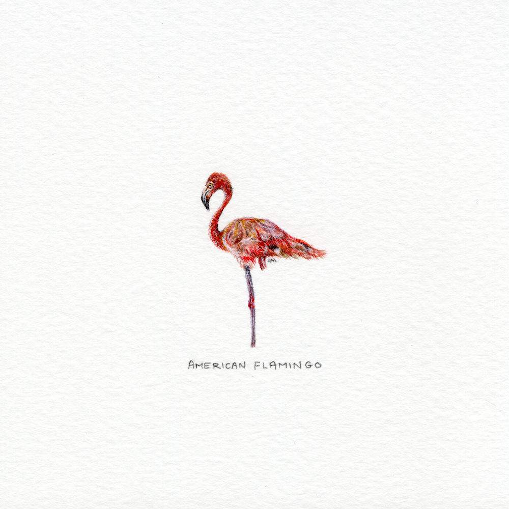 American Flamingo (Low).png