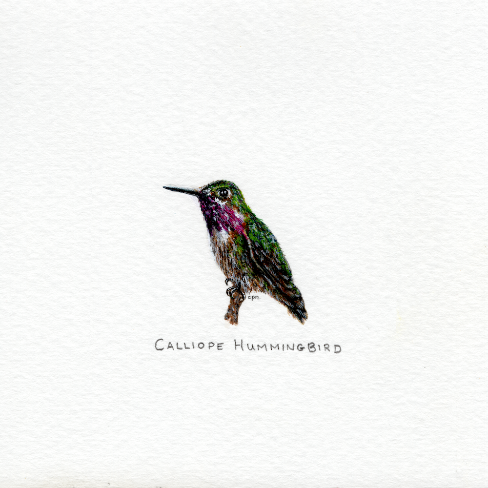 Calliope Hummingbird (Low).png