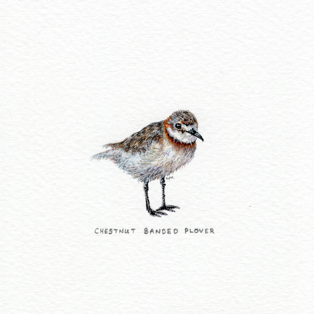 Chestnut-Banded Plover (Low).png