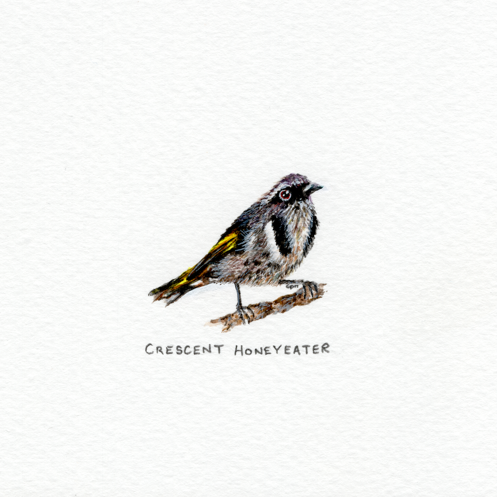 Crescent Honeyeater (Low).png