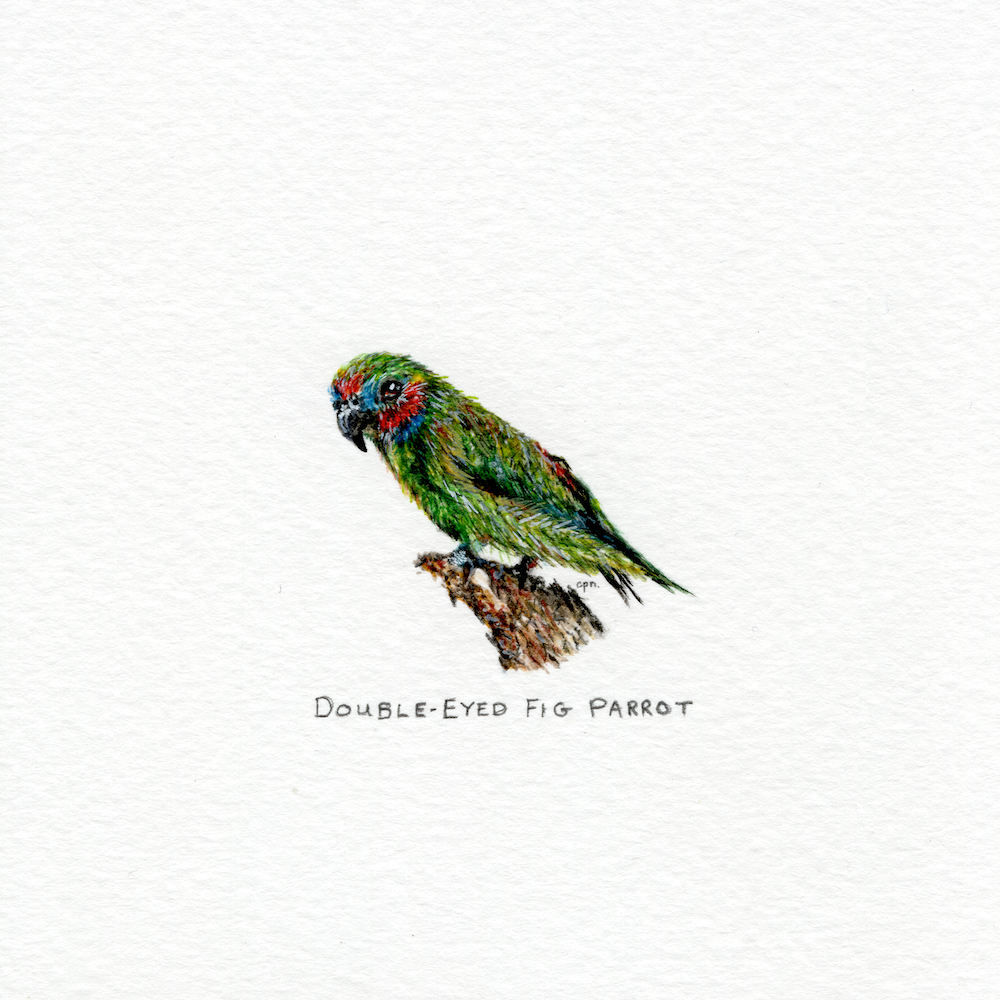 Double-Eyed Fig Parrot (Low).png