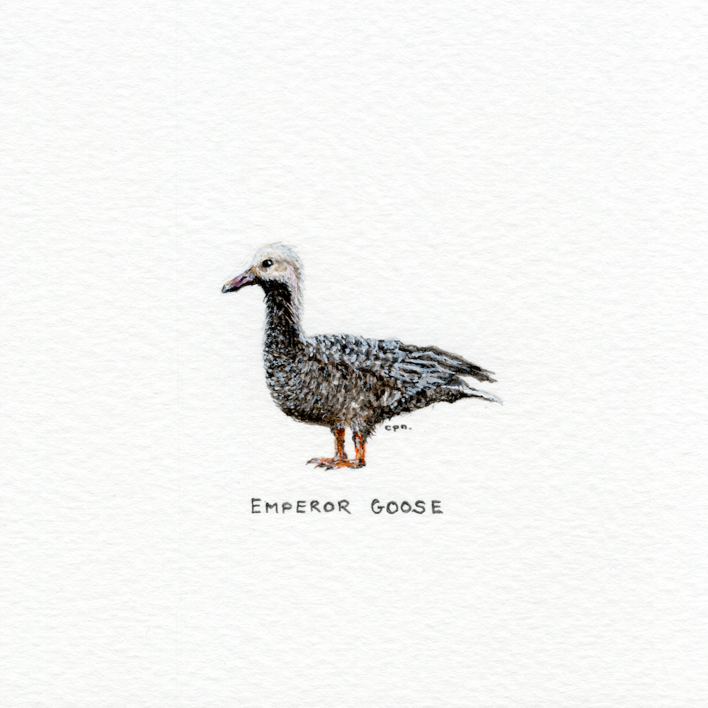 Emperor Goose (Low).png