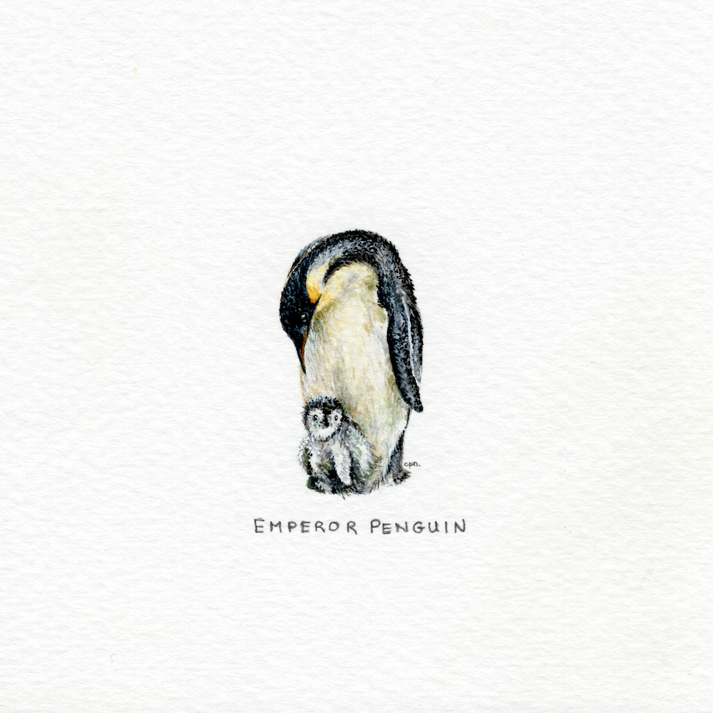 Emperor Penguin (Low).png