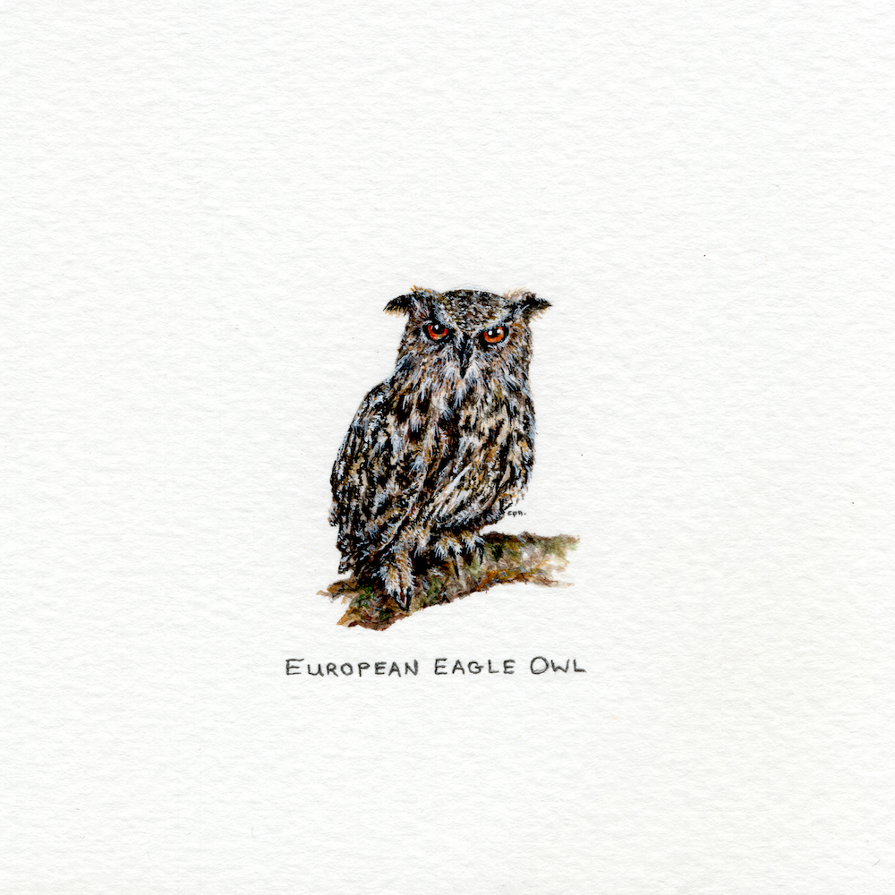 European Eagle Owl (Low).png