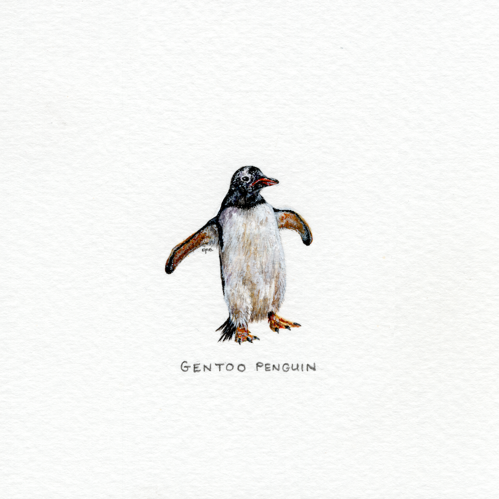 Gentoo Penguin (Low).png