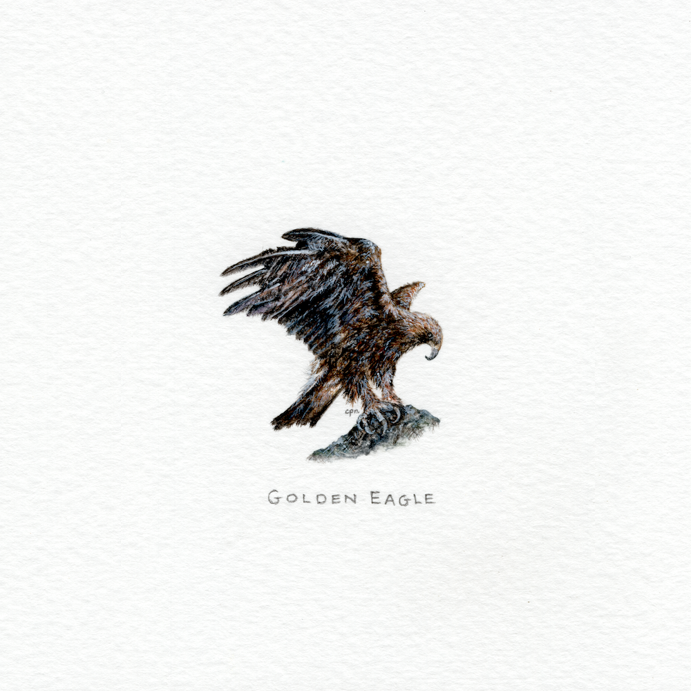 Golden Eagle copy.png