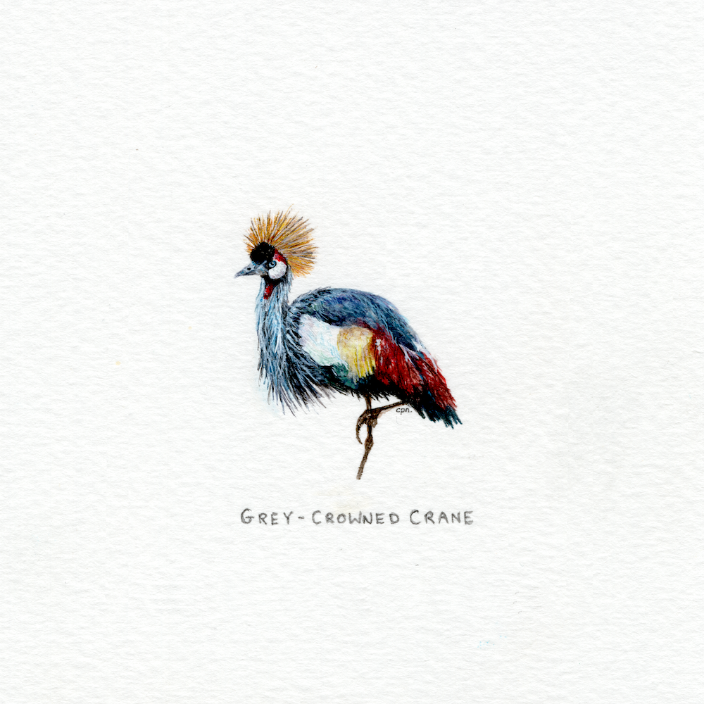 Grey-Crowned Crane (Low).png