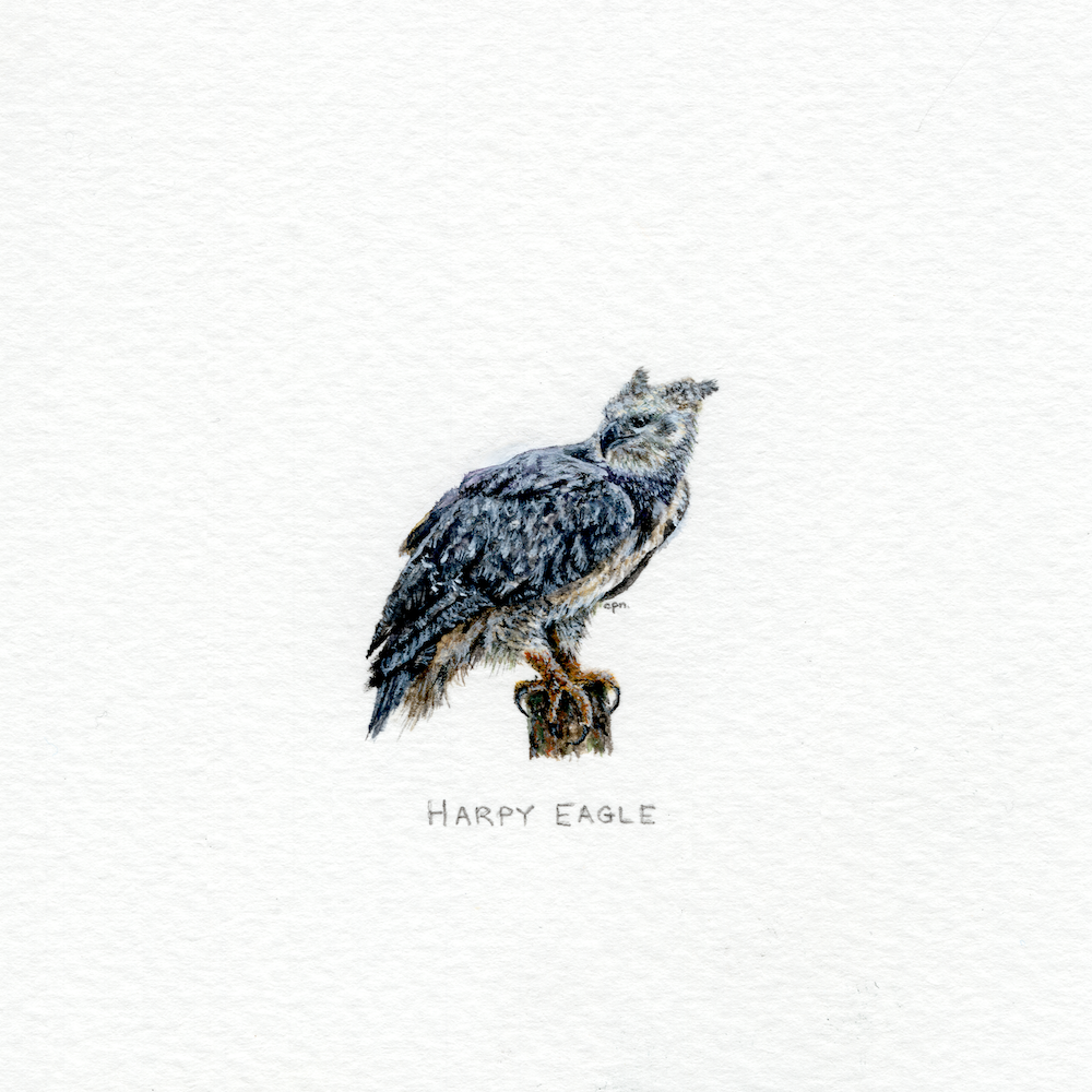 Harpy Eagle (Low).png