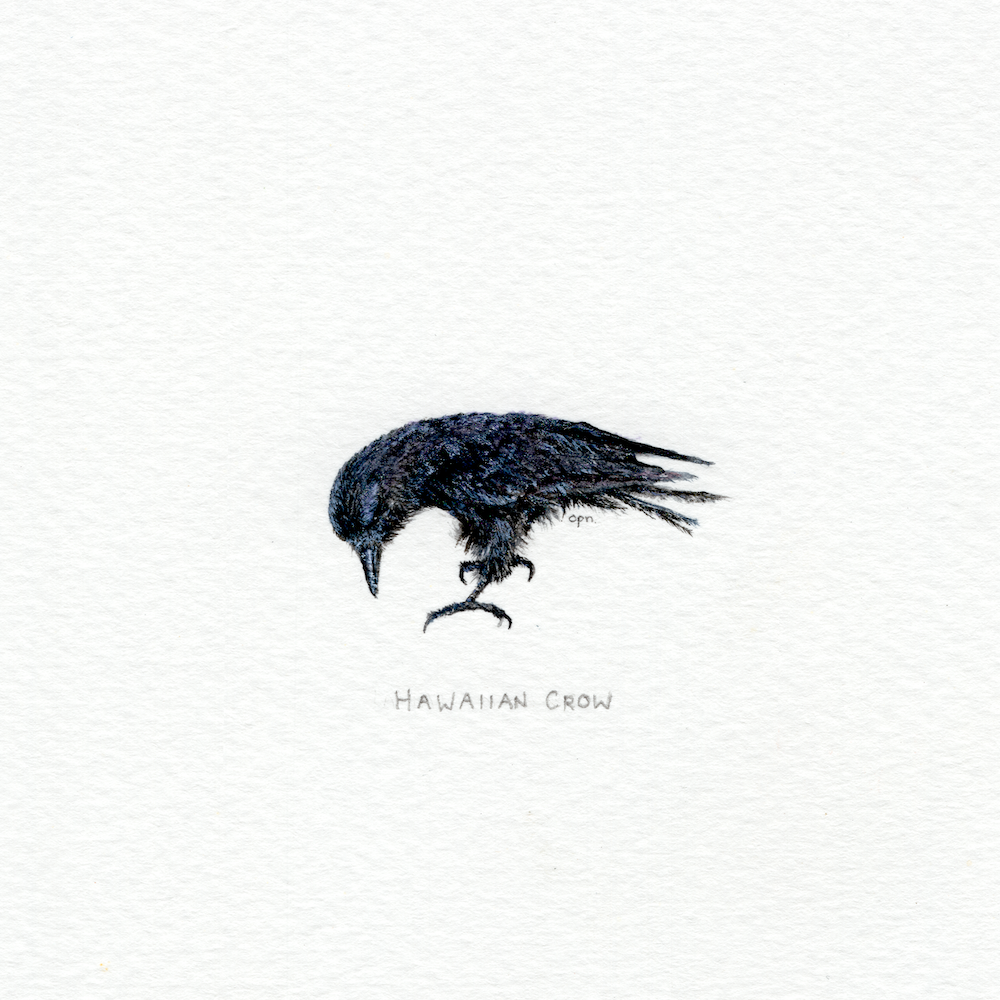 Hawaiian Crow (Low).png