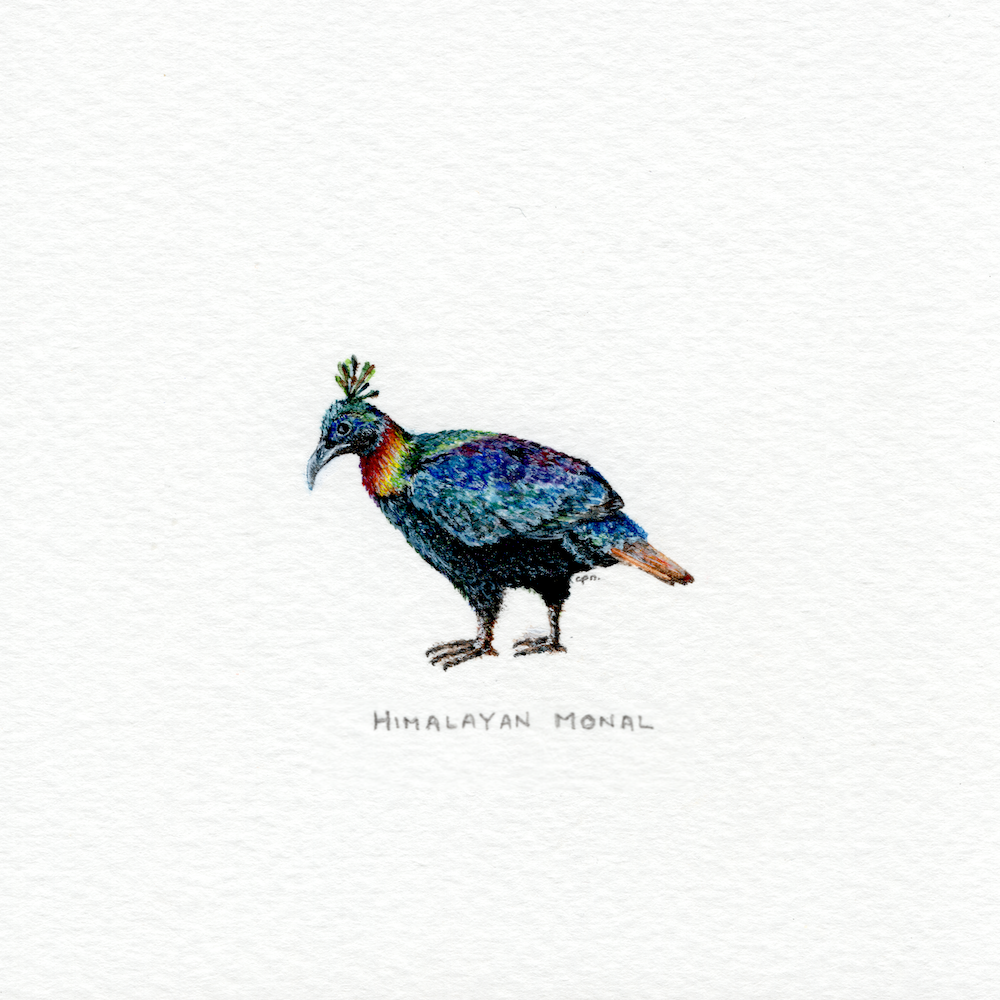 Himalayan Monal (Low).png