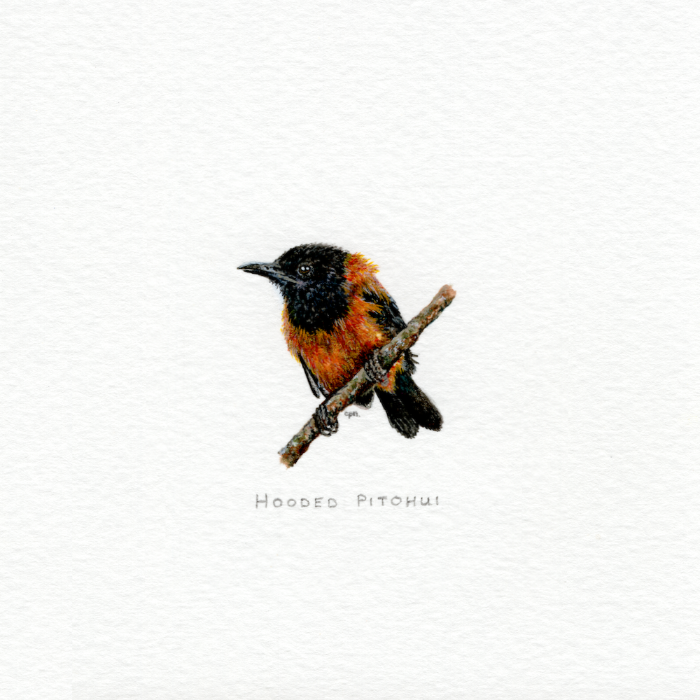 Hooded Pitohui (Low).png