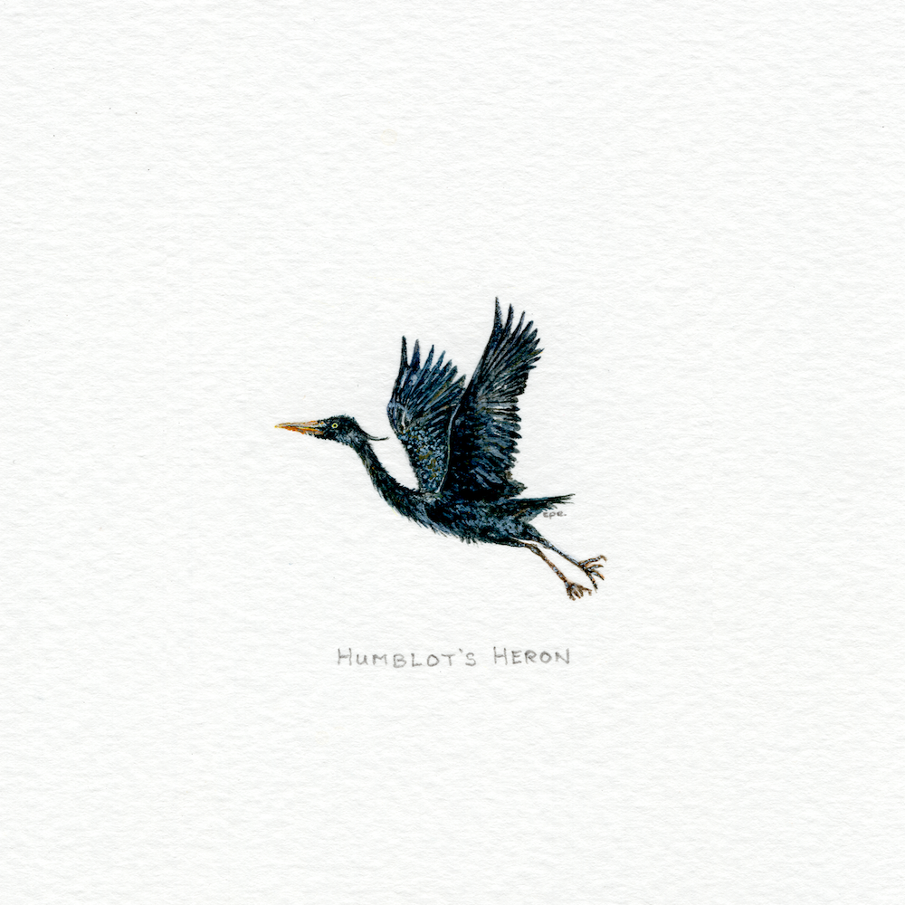 Humblot's Heron (Low).png