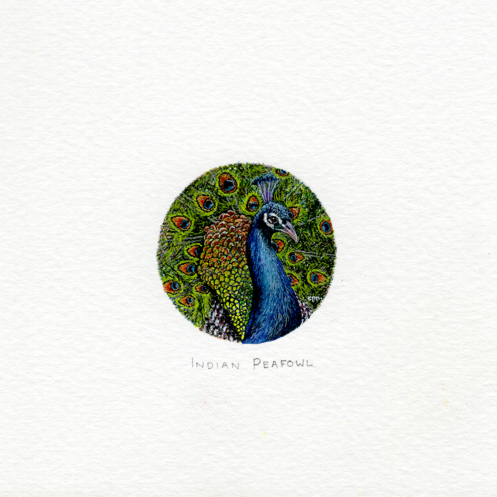 Indian Peafowl (Low).png
